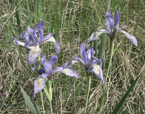 Wild Iris, Black Forest, Colorado.